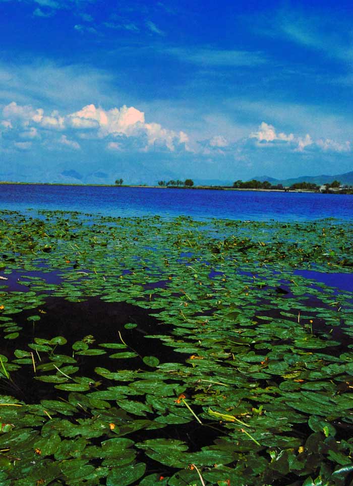 سراب نیلوفر؛ ماجراجویی در دریاچه گل‌ها