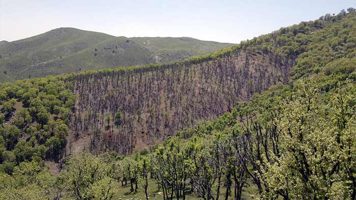 جنگل‌های بانه: تابلویی از رنگ‌های پاییزی
